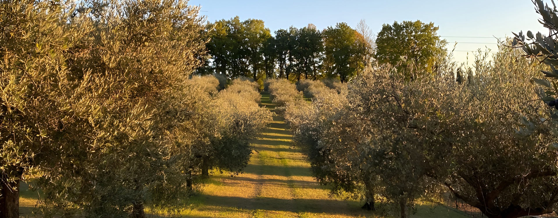 Societ&agrave; agricola Sansepolcro ss