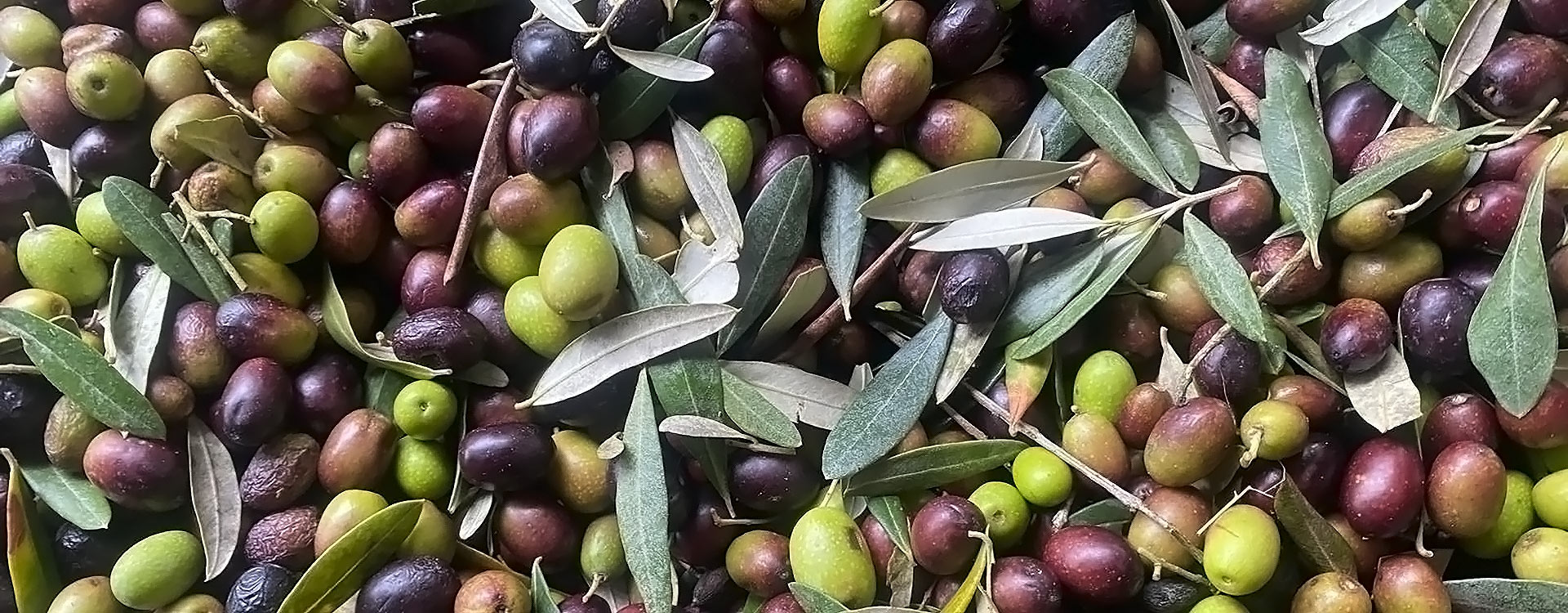 Societ&agrave; agricola Sansepolcro ss